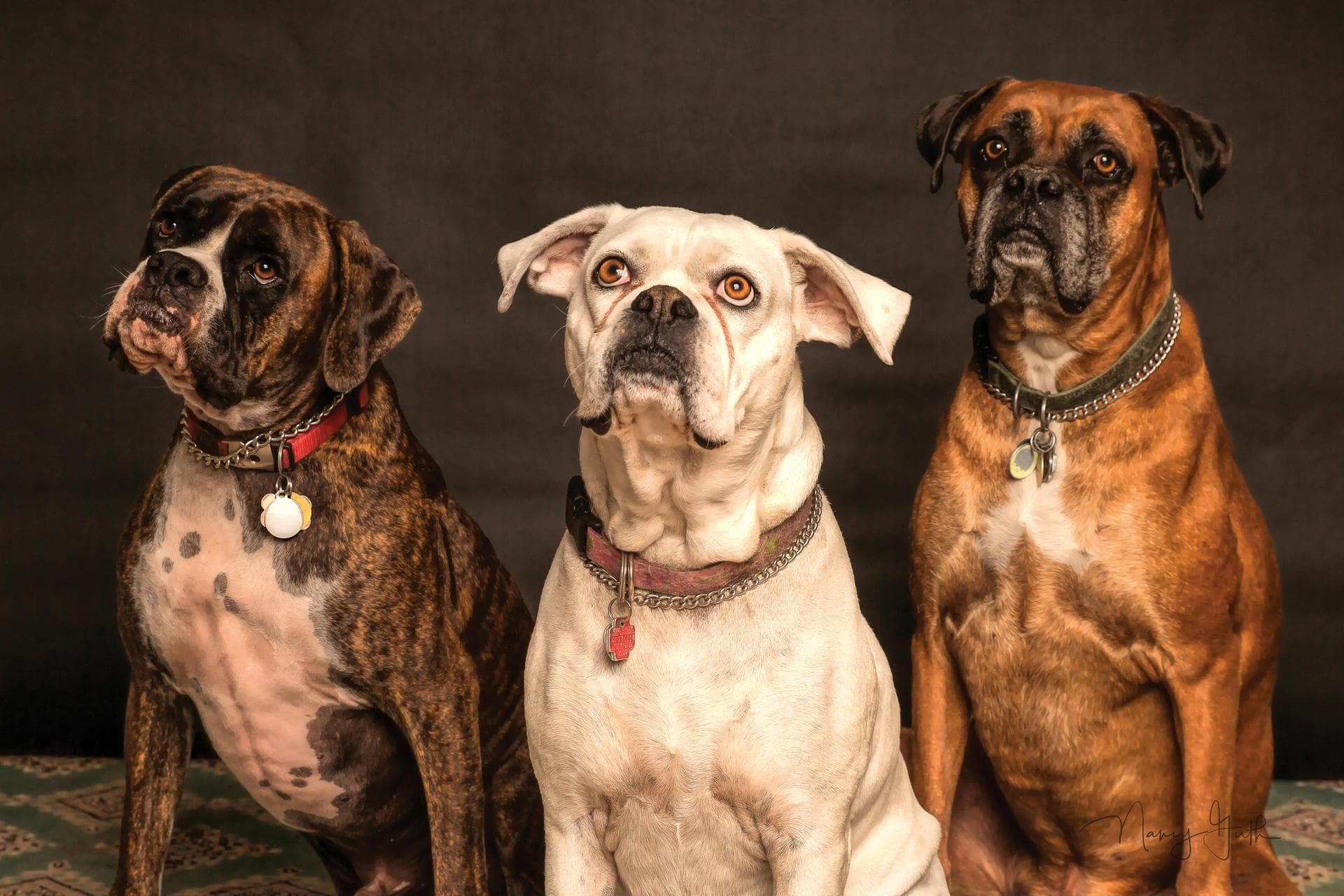 Dog & Cat Vets in Bismarck