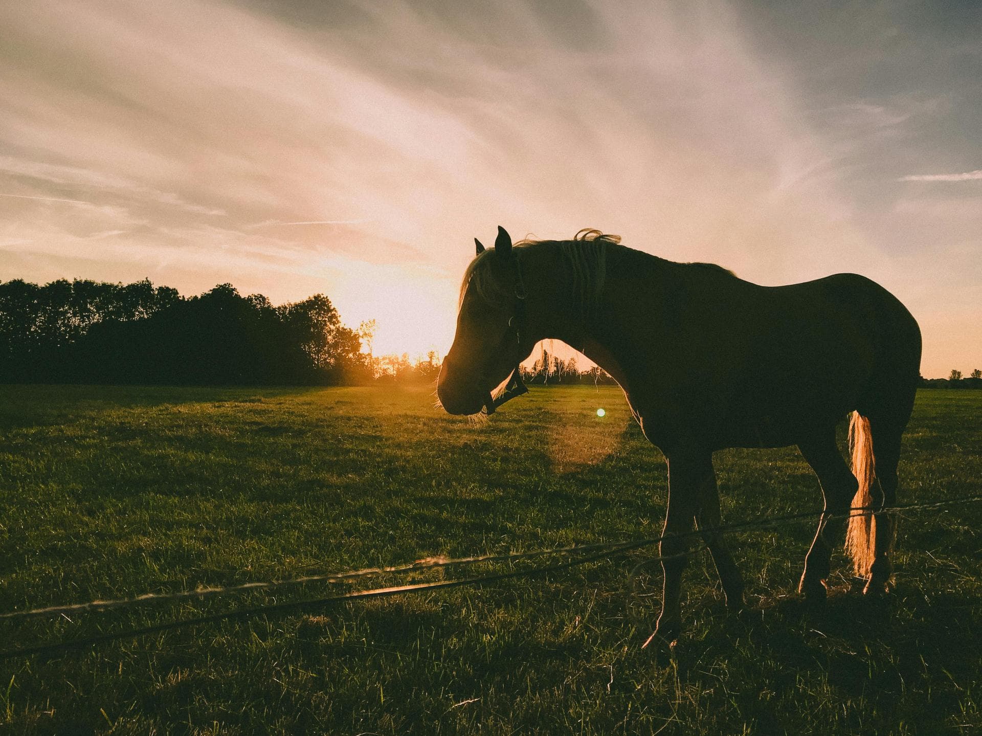 Farm & Large-Animal Vets near Bismarck