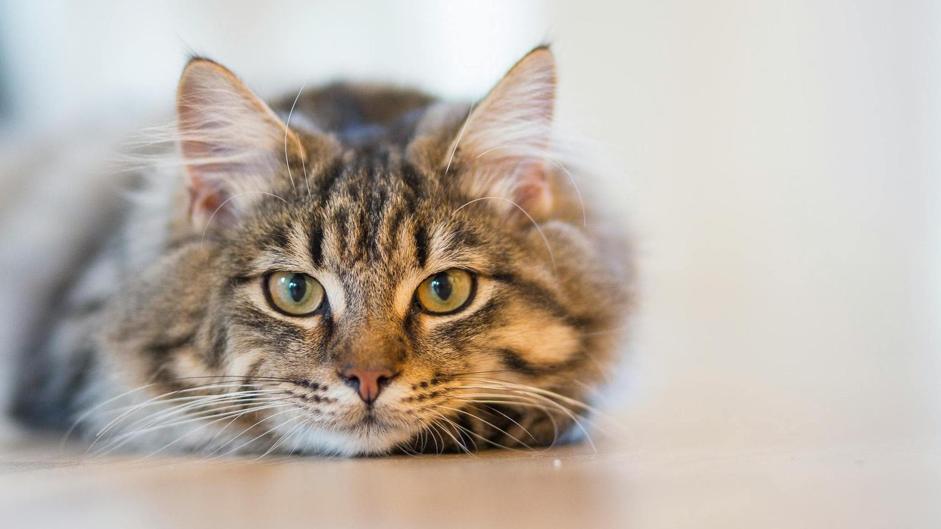 Specialist Vets in Bismarck